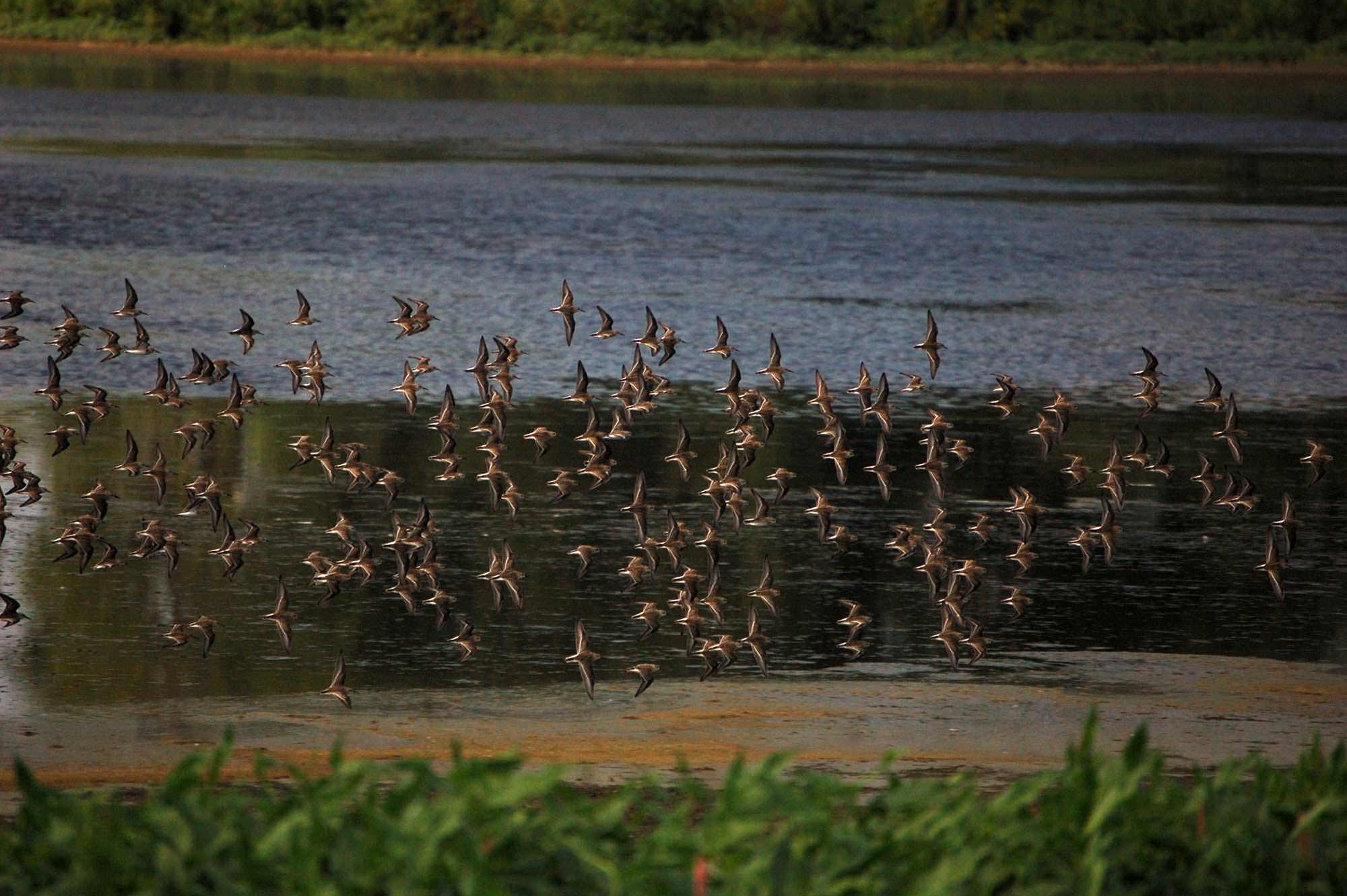 Smith Bybee wetlands photo