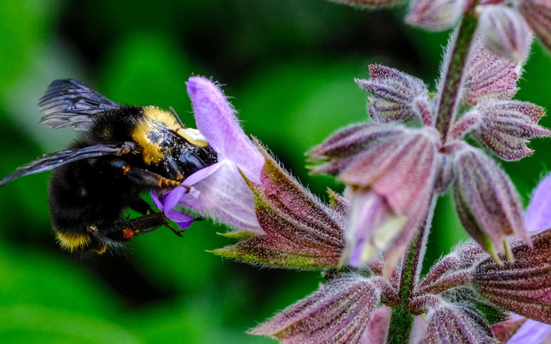 Bee flying inside of a purple flower