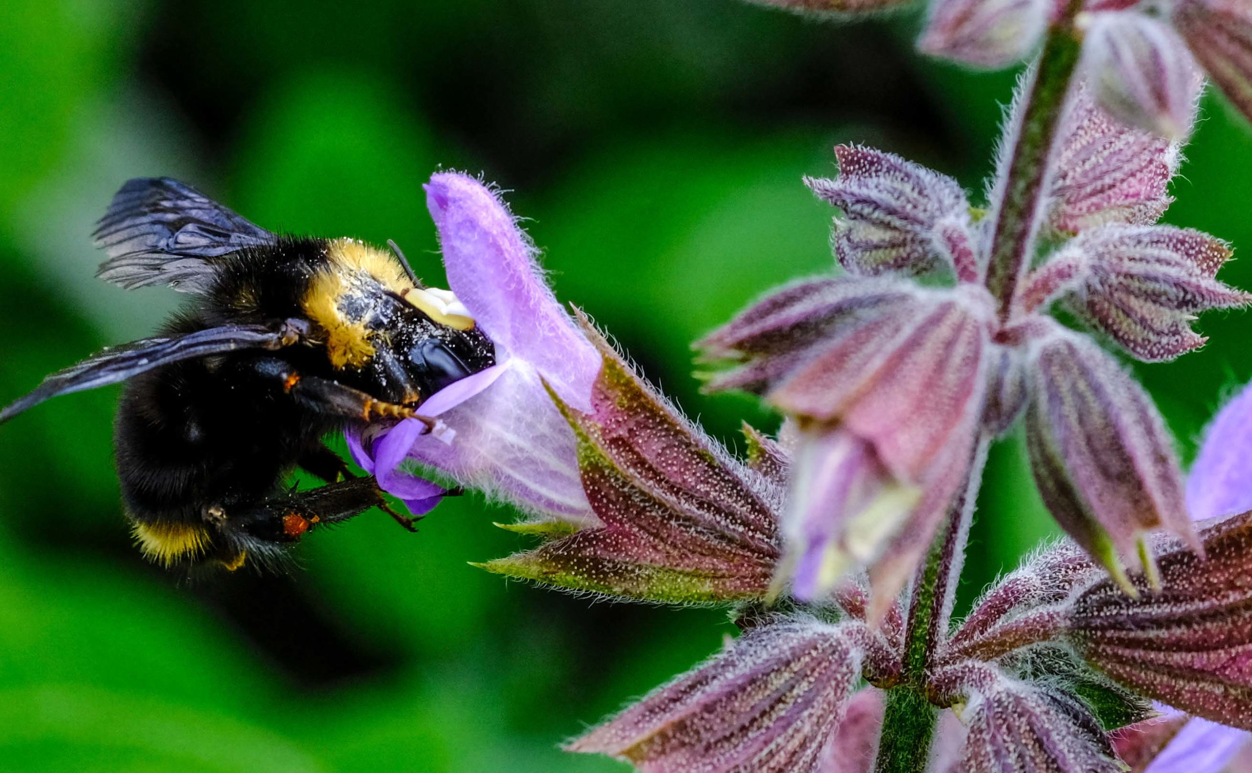 Bee flying inside of a purple flower
